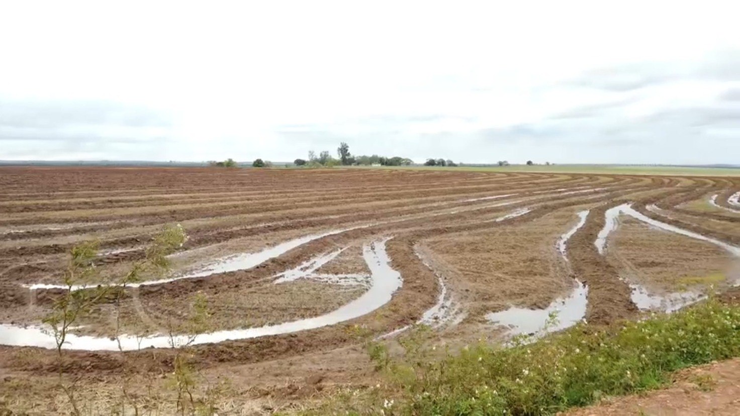 Campo de arroz sendo preparado para o plantio (RecordTV)