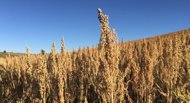 Na Europa, a popularidade da quinoa é relativamente recente, mas nos Andes o grão é consumido há séculos