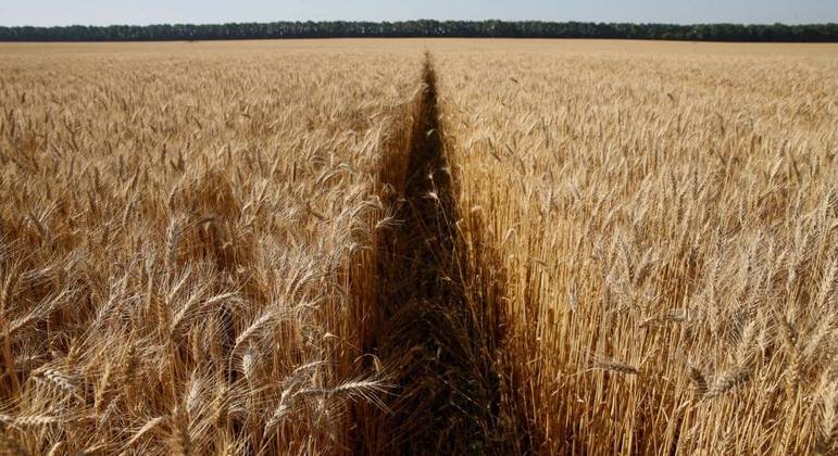 Com a guerra, colheita de cereais pode diminuir à metade na Ucrânia -  Notícias - R7 Internacional