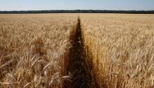 Com a guerra, colheita de cereais pode diminuir à metade na Ucrânia