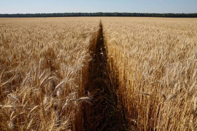 Juntas, a Rússia e a Ucrânia são responsáveis por quase um terço do abastecimento mundial de trigo. A Rússia é a maior exportador mundial do produto, já a Ucrânia está a caminho de ocupar o terceiro lugar. O mercado mundial está sendo impactado ainda por problemas climáticos, como a seca na Índia, segunda maior produtora de trigo. Dados da prévia do IPCA (Índice de Preços ao Consumidor Amplo) mostram que no Brasil a farinha de trigo teve um aumento, em 2022, de cerca de 20%. O pão francês (12,05%) e macarrão (9,93%) também subiram 