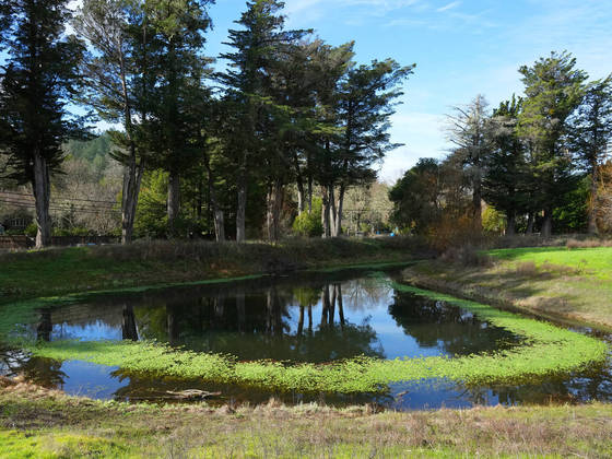Embora a restauração esteja apenas começando, as flores e plantas silvestres já reapareceram, disse ela. Cerca de cem árvores nativas, incluindo o salgueiro do deserto, o pau-ferro e a algaroba, foram doadas por um viveiro local e plantadas. O fundo decidiu manter lagoas no local com água de reúso porque a mudança climática dificultou o acesso da vida selvagem a esse recurso natural