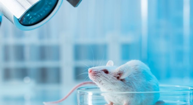 Descoberta de neurônio poderá trazer respostas sobre por que nem sempre os resultados de estudos em pessoas são os mesmos dos obtidos com animais 