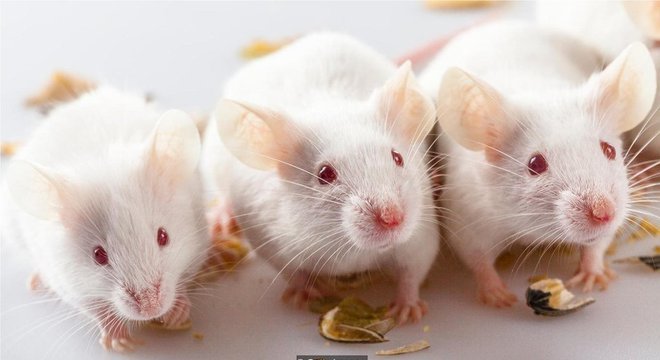  Pesquisas recentes descobriram que camundongos alimentados com material particulado apresentaram sinais de expressão gênica imune alterada