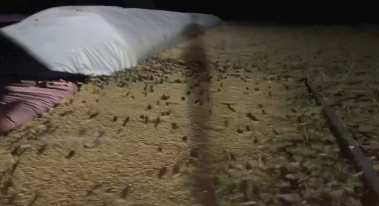 A população não sabe o que fazer para se livrar deles