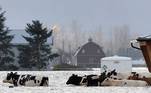 Na região de Vancouver, vários fazendeiros retiraram seu gado das fazendas inundadas.