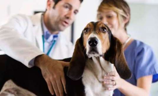 Saiba quais são os sintomas do câncer de próstata nos pets (LORENA)