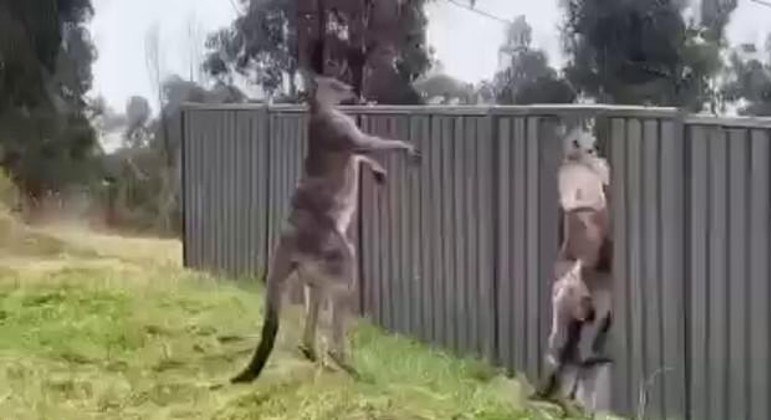 Briga entre os marsupiais viralizou nas redes e terminou com um deles jogado 'fora do ringue'