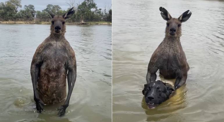 Canguru que atacou cachorro em rio australiano tinha aproximadamente 2,10 m de altura