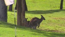 Idosa é pisoteada por canguru em campo de golfe na Austrália