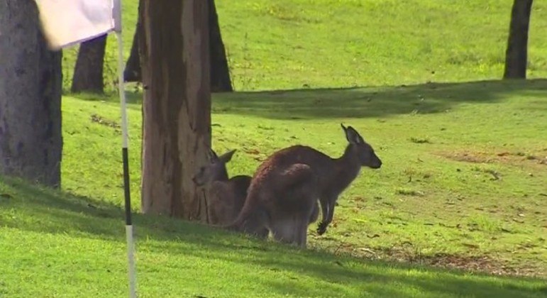 Idosa de 69 anos foi derrubada no chão e pisoteada por um canguru em campo de golfe

