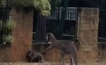 Talvez essa seja a briga que mais represente a Austrália já filmada: um canguru perseguiu um coala e transformou tudo em uma disputa cheia de tensão