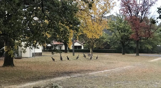 Grupo de cangurus em área residencial de Camberra, capital da Austrália