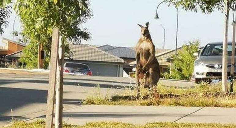 Este animal "maromba" encarou pessoas em uma rua da Austrália