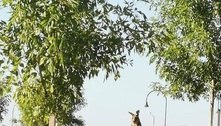 Canguru 'marombado' assusta moradora em cidade tranquila