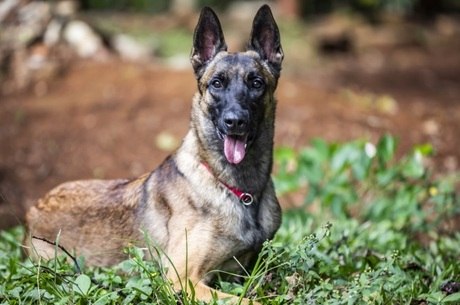 Neurocientista estudou 64 cachorros de 32 raças