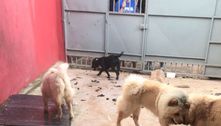 Cães de raça são resgatados de canil clandestino no DF