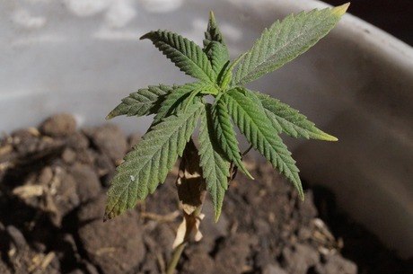 Uso medicinal da maconha é autorizado pela Anvisa