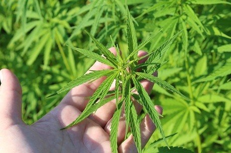 Projeto libera medicamentos e produtos à base de maconha