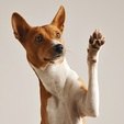 Entre Pets e Beijos: cães e gatos podem ser doadores de sangue (Reprodução / Freepik)