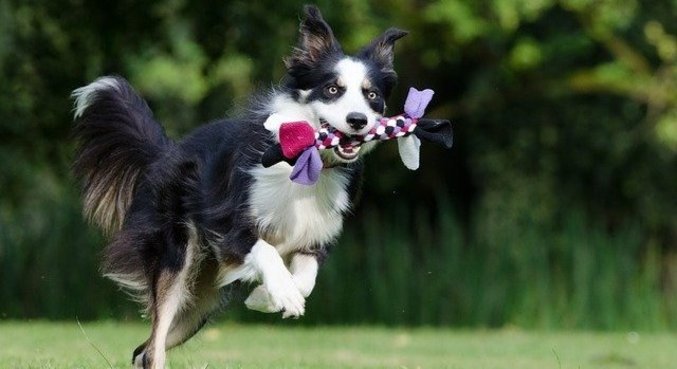 Cães tiveram de aprender novas palavras depois de as escutarem quatro vezes