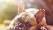 Mais duas marcas de petisco para cães podem ter usado substância contaminada 