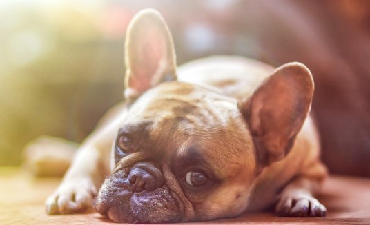 Mais duas marcas de petisco para cães podem ter usado substância contaminada  (Reprodução / Pixabay)