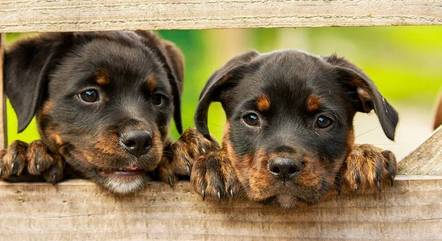 Casal adotou seis cachorros durante o relacionamento