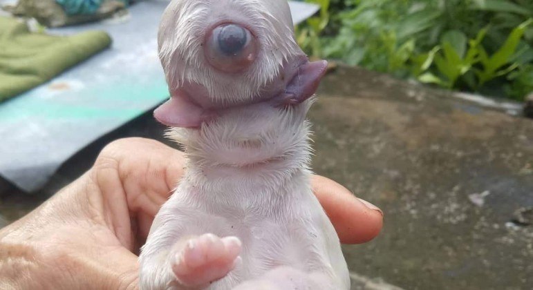 Cãozinho ciclope nasceu sem focinho e com duas línguas, em Tangalan, nas Filipinas