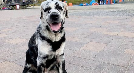 Cão com vitiligo