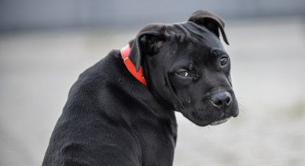 Cão da raça staffordshire bull terrier pode ser confundido com um american bully XL