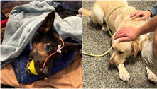 Cão baleado em tiroteio nos EUA é salvo com doação de sangue do cachorro de seu veterinário