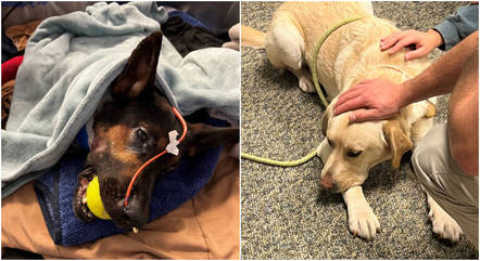 Cão de veterinário doa sangue e salva cachorro da polícia