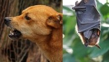 Casos de raiva humana em MG são os únicos do Brasil em 2022 