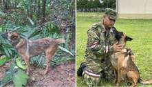 'Cão de guerra': por que o pastor belga, raça do cachorro farejador Wilson, é favorito do exército