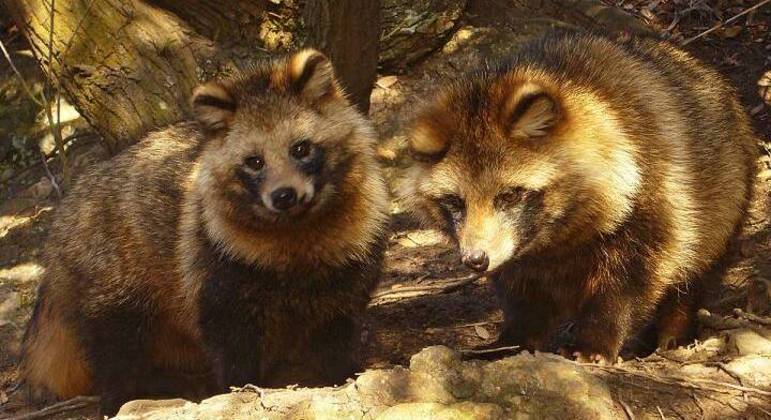 Cães-guaxinim eram vendidos ilegalmente em mercado de Wuhan