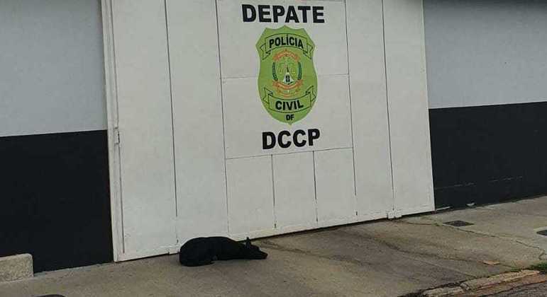 Cão na porta de delegacia esperando tutor ser liberado no Distrito Federal
