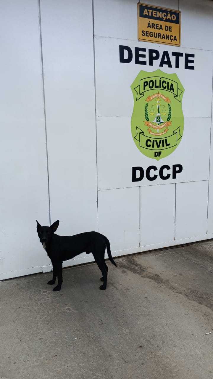 Cão passa quatro dias na porta de delegacia esperando tutor ser liberado no Distrito Federal