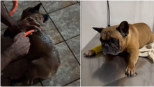 Cachorro quase morre devido ao calor extremo e assusta família; veja vídeo