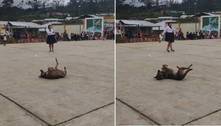 Cachorro rouba a cena 'dançando break' em evento escolar