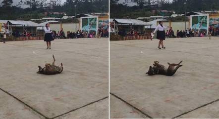 Cão rouba cena 'dançando break' em evento escolar