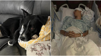 The dog alerts that the guardian’s son has suffered a stroke and saves the teenager;  Understanding – RPet