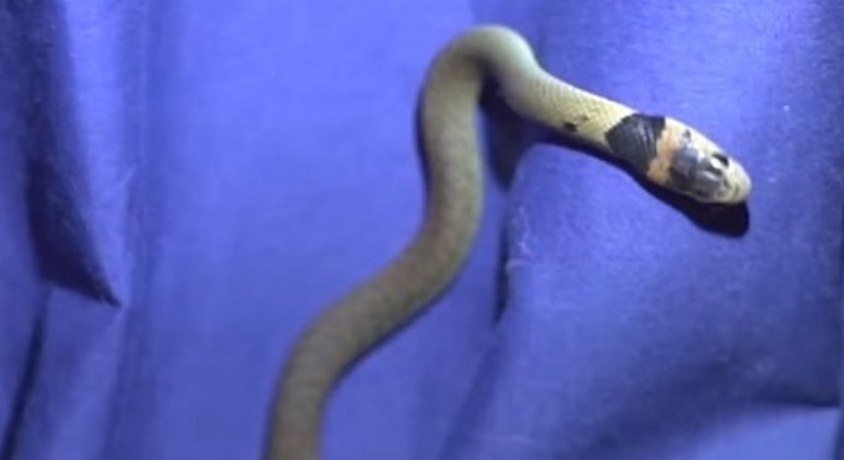 Cobra-marrom-oriental foi encontrada por cachorro em banheiro de casa na Austrália