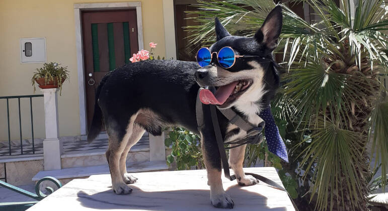 A tutora comentou que muitas plataformas vendem os adereços do cão, e ela não precisa fazer por encomenda. 