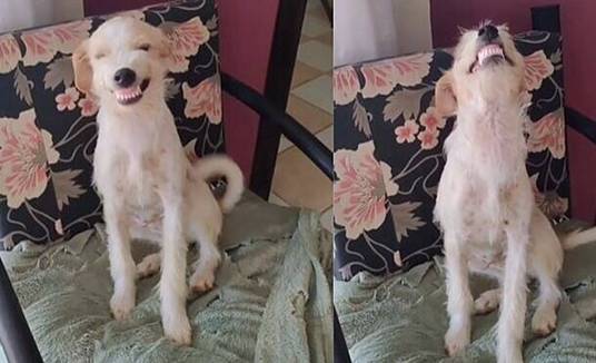 Cãozinho aprende a sorrir na hora da bronca para 'amolecer' coração de tutora; assista ao vídeo (Reprodução: Instagram (Ana Sodré) / Via Amo meu pet)