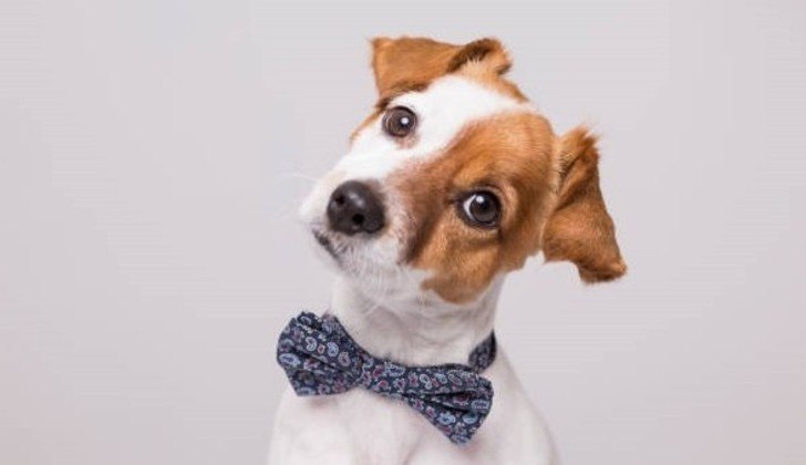 Cãozinho com gravata borboleta feita à mão. Divulgação/Feira Mega Artesanal