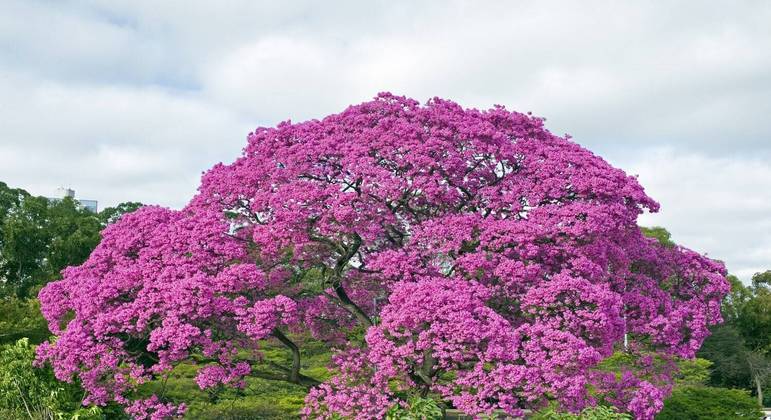 Descubra tudo sobre o Ipê Roxo (Handroanthus avellanedae) - Economia ...