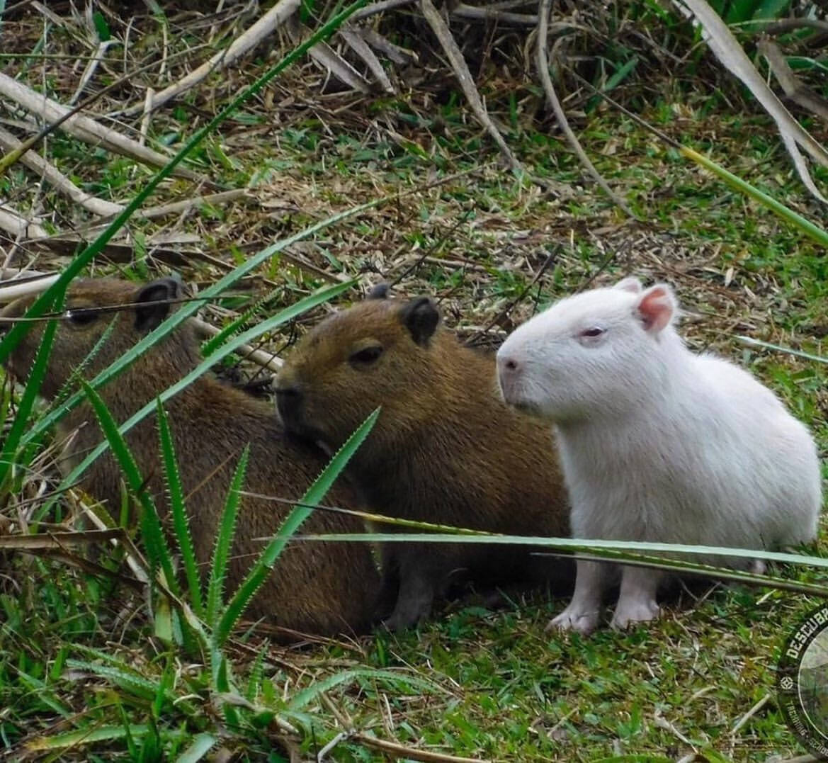 Os animais também podem ser albinos