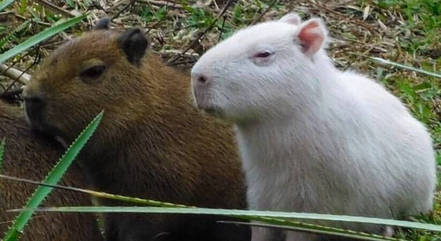 Capivara albina rara é flagrada por usuário das redes sociais
