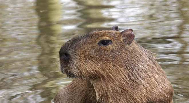 Capivara- Características, habitat, reprodução e curiosidades